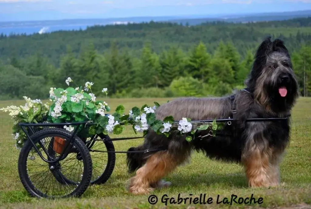 Atlantic States Briard Club