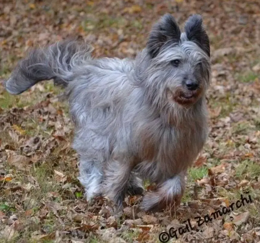 A dog is standing in the leaves on the ground.